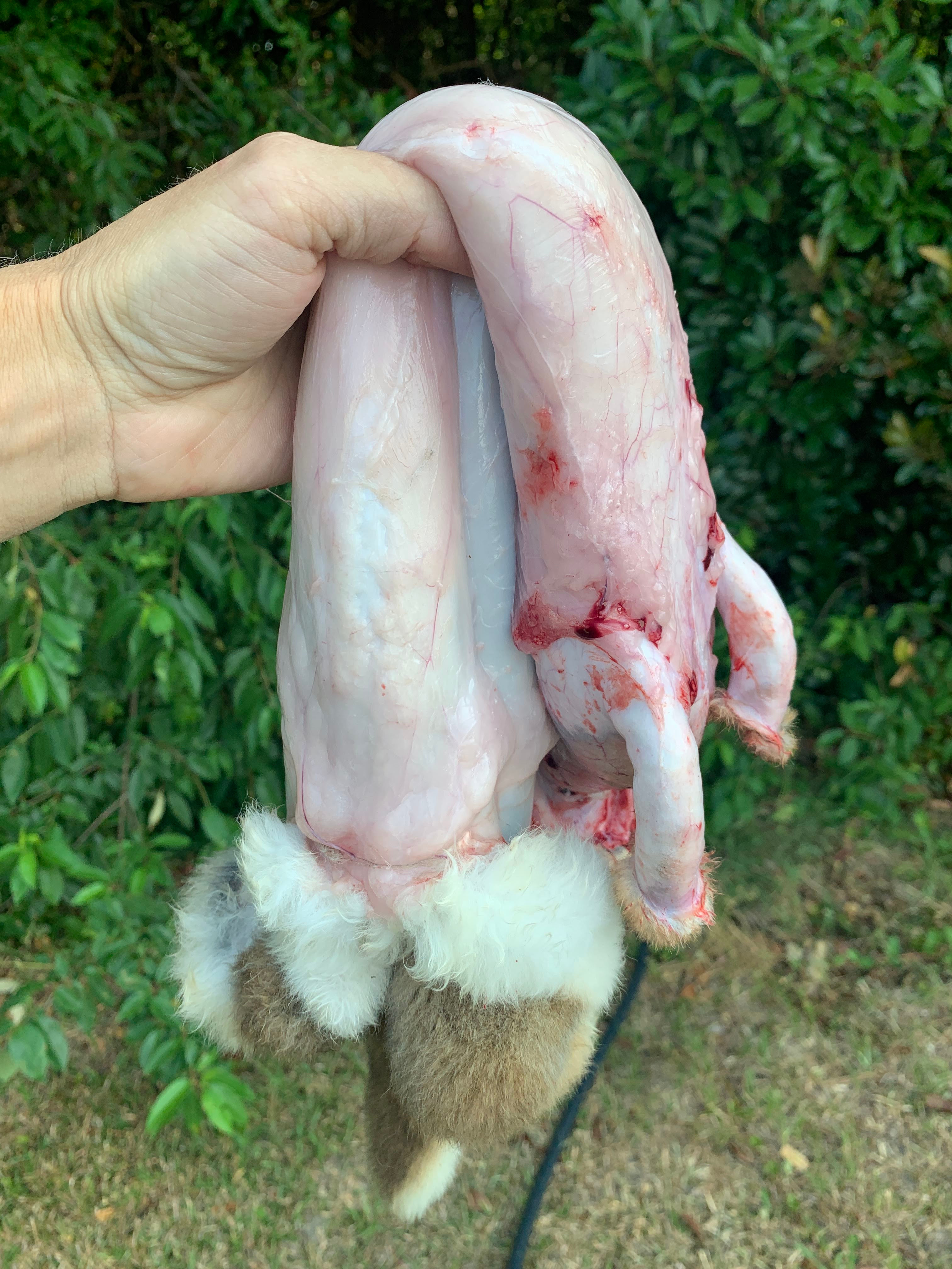 rabbit processing